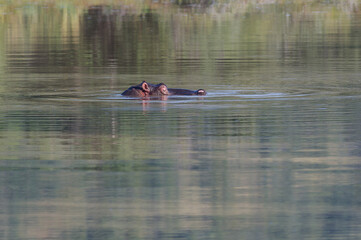 Hippopotamus with its head above the water