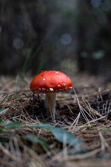 toadstool mushroom in a forest