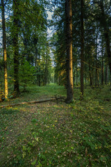 A forest with a path through it