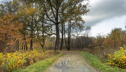 A path through a forest with a tree in the middle