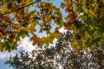 Poland capital city Warsaw Royal Lazienki Park trees decorated with autumn colors and leaves and flowers with detail shots
