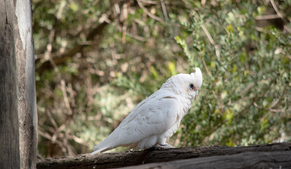 the little  corella is an all white bird with red on the face  with a blue eye surround