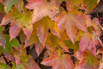 Poland capital city Warsaw Royal Lazienki Park trees decorated with autumn colors and leaves and flowers with detail shots