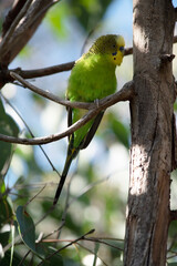 Parakeets are pale green with black bars on their backs, heads, and wings. Mature male parakeets...