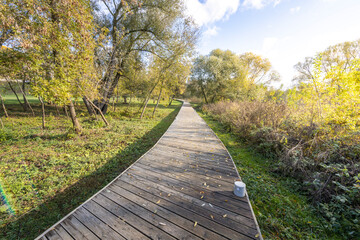 A path in a park with trees and grass