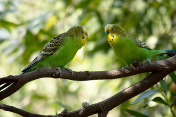 Parakeets are pale green with black bars on their backs, heads, and wings.