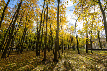 Obraz premium A forest with trees in the foreground and background