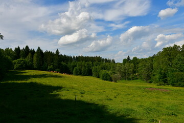 A view of a group or flock of cows and bulls grazing, looking for food, laying down and walking next to a vast field, meadow or pastureland located next to a village, forest, moors, and arable land