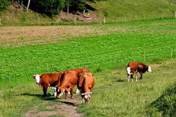 Obraz premium A view of a group or flock of cows and bulls grazing, looking for food, laying down and walking next to a vast field, meadow or pastureland located next to a village, forest, moors, and arable land