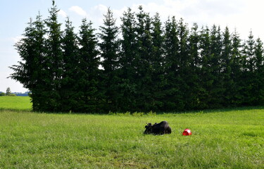 A view of a group or flock of cows and bulls grazing, looking for food, laying down and walking next to a vast field, meadow or pastureland located next to a village, forest, moors, and arable land