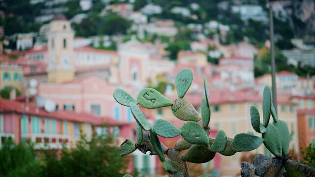 Close up of a cactus with a blurry view of Villefranche sur Mer, France on the background