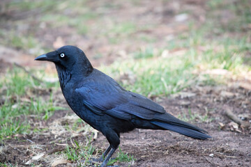 Fototapeta premium the Australian raven is a black bird with white eyes and grey feet and beak