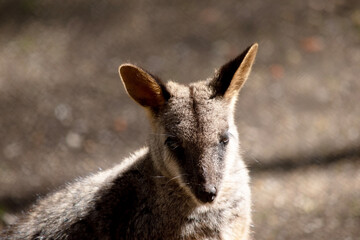 The red necked wallaby has mostly tawny grey fur, with a white chest and belly, and a dark brown muzzle, paws and feet.