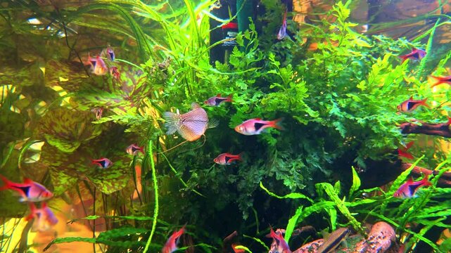 Colourful aquarium with lovely coloured mixed tropical fish. Rocks coral and plants in their magical light colours fish tank