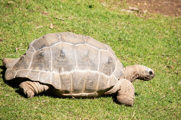 Obraz premium Aldabras Tortoises are one of the world's largest land tortoises