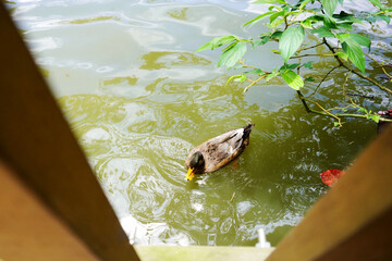 Swooping shot of a wild duck swimming in a lake.