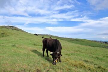 四国カルストの放牧牛　秋始め　（高知県　梼原町　五段高原）