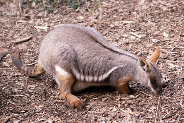 The Yellow-footed Rock-wallaby is brightly coloured with a white cheek stripe and orange ears. It is fawn-grey above with a white side-stripe, and a brown and white hip-stripe.
