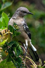 Mockingbird Perched in Tree 
