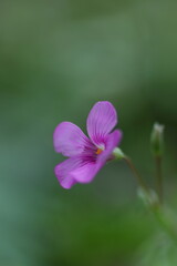 野に咲くピンクのイモカタバミ