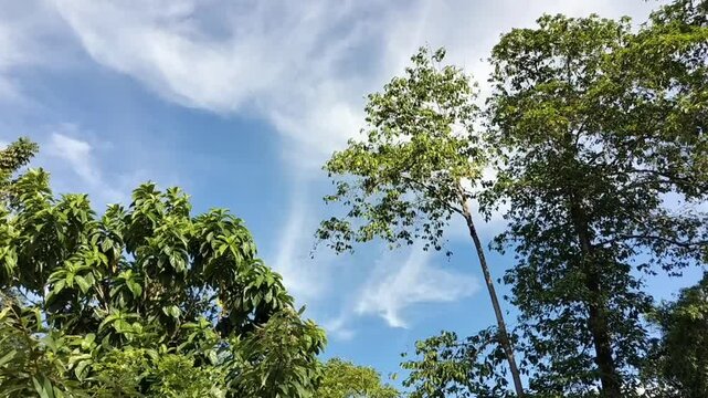 view of the sky and tree leaves