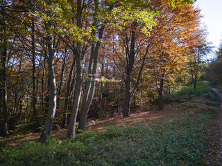 Fototapeta premium Autumn view of Plana Mountain, Bulgaria