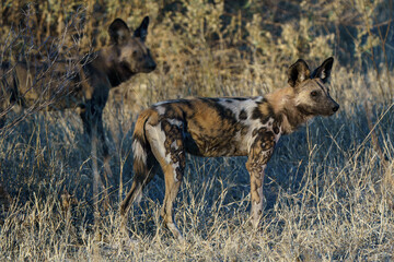 Fototapeta premium Close up of an endangered african wild dog seen on safari in Botswana