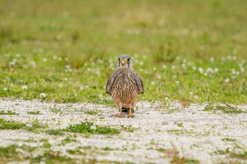 子育ての合間に芝生でくつろぐ繁殖期のチョウゲンボウ オス