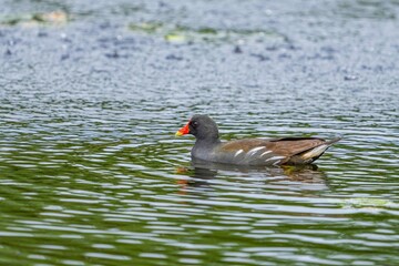 グリーンの水面をのんびり泳ぐバン