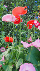 Flowers in the garden