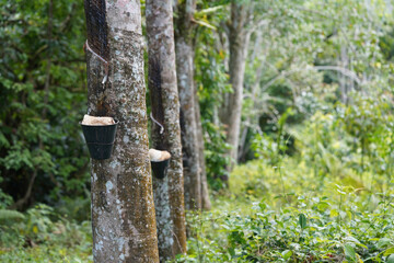 Rubber trees