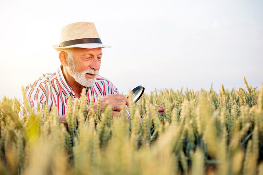 Senior agronomist or farmer looking for aphid or other parasites on wheat plants before the harvest with magnifying glass. Back lit photo, low angle view.