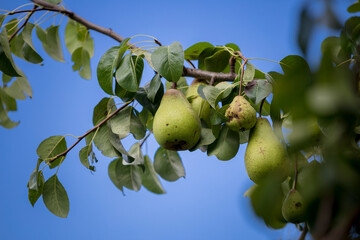 Detalhe de peras maduras em árvore num fundo azul do céu. 
