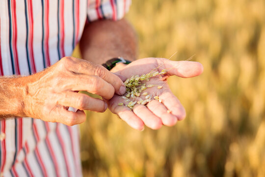 Close up of a senior agronomist or farmer examining wheat seed quality before the harvest. Selective focus on foreground