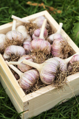 Garlic close-up in wooden box. Organic garlic harvest with roots on grass in garden. Harvesting...