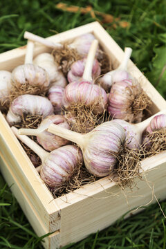 Garlic close-up in wooden box. Organic garlic harvest with roots on grass in garden. Harvesting vegetables