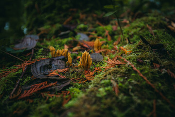 Macro of a Sticky Coral Fungus, Calocera viscosa, on a surface of dry leaves in the Olympic National Park Forest, in Washington State, USA