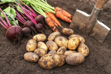 Autumn harvest of organic root vegetables on soil in garden close-up. Autumnal freshly harvested...