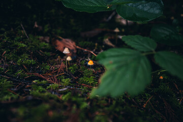 A small Mycena mushroom stands tall atop a fallen tree in the forest.