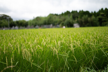Obraz premium 鳥取県大山町の田んぼ