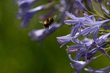 bee on lavender