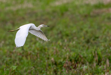 Juvenile little blue heron in flight across a field.