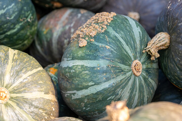 green gourds at the market