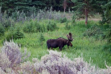 Moose in nature in Grand Tetons 