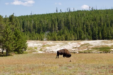 Buffalo in Yellowstone National Park, Wyoming
