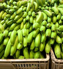 platanos verdes 