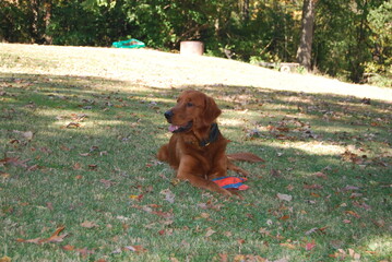 dog playing in park
