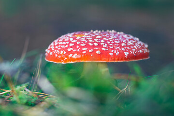 Mature Amanita Muscaria, Known as the Fly Agaric or Fly Amanita: Healing and Medicinal Mushroom with Red Cap Growing in Forest. Can Be Used for Micro Dosing, Spiritual Practices and Shaman Rituals
