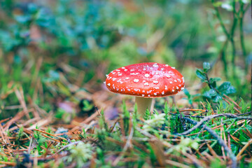 Mature Amanita Muscaria, Known as the Fly Agaric or Fly Amanita: Healing and Medicinal Mushroom with Red Cap Growing in Forest. Can Be Used for Micro Dosing, Spiritual Practices and Shaman Rituals