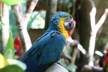 blue and yellow macaw